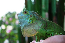 Iguana