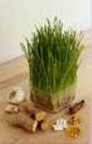 Wheat Grass