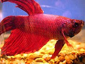 redBEttafish