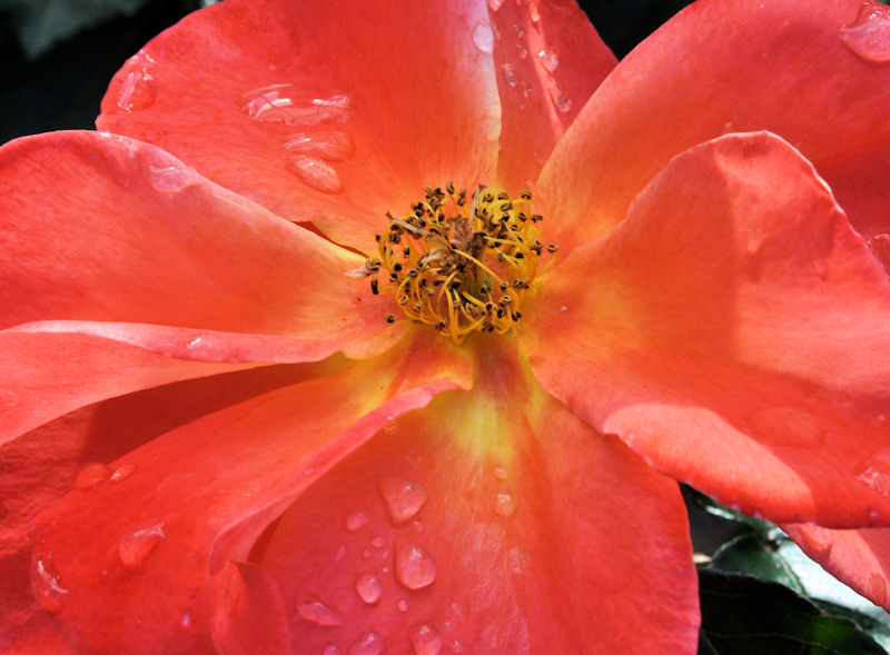 Rose Facts