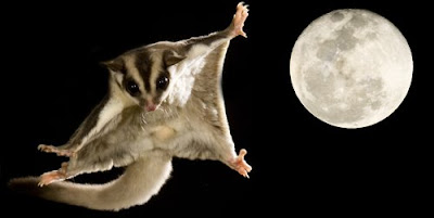 Fluffy Glider