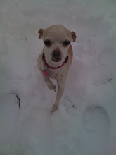 Lola in the Snow