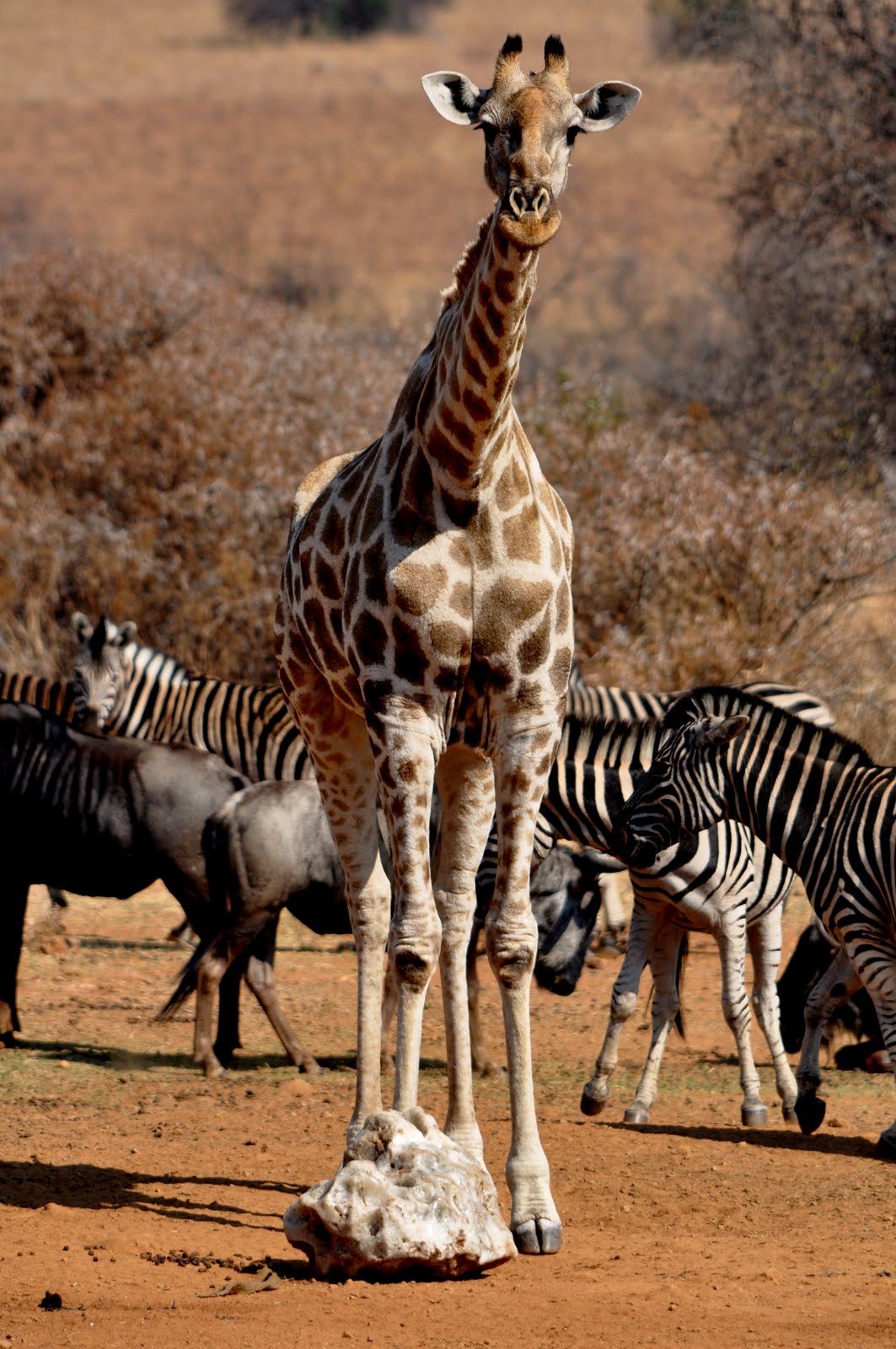 LittleThingies Pilanesberg Wild Animal Photo Shoot
