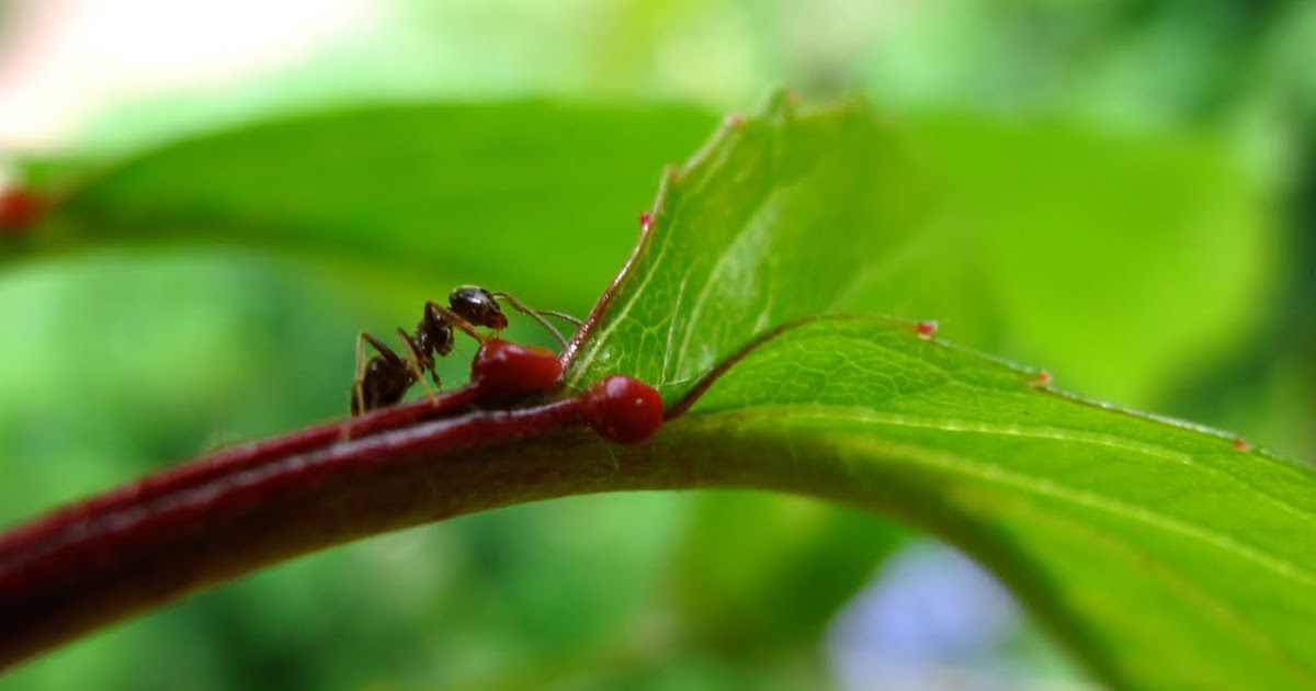 BugBlog Ants helping plants extrafloral nectaries