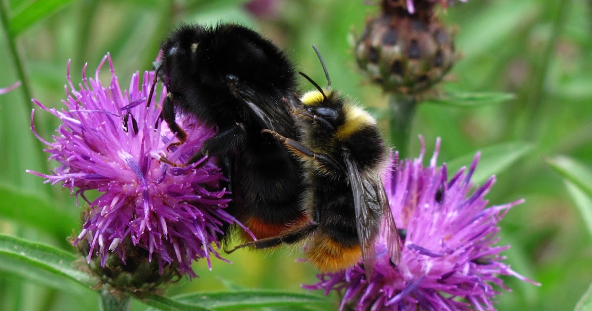 bumbled bees bumbled bees
