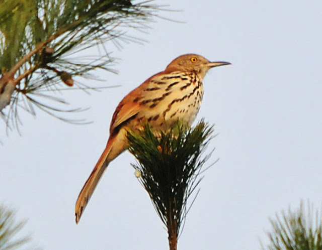 One Jackdaw Birding: FOY Brown Thrasher (Revised Post*)