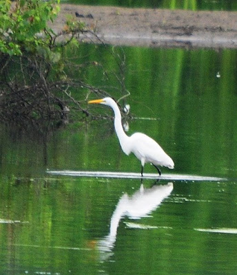 great egret