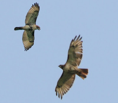red-tailed hawks