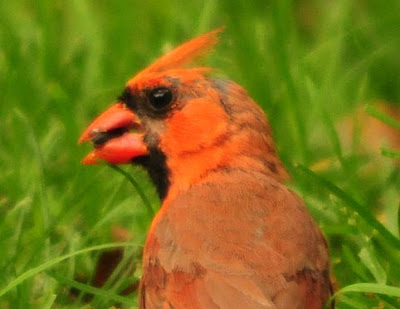 Northern Cardinal