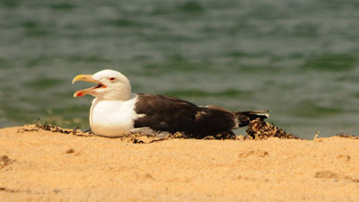 greater black-backed gull