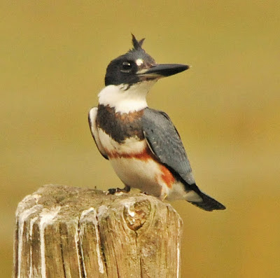 female belted kingfisher