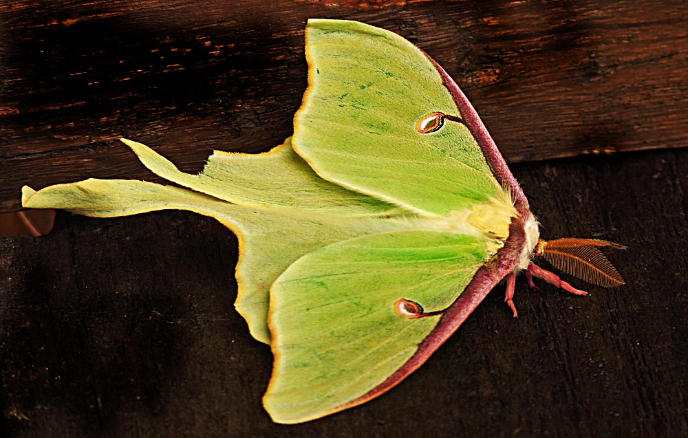 One Jackdaw Birding Luna Moth, Moon Moth