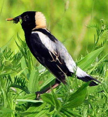 Male Bobolink