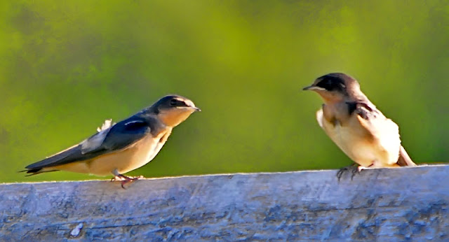 Juvenile Barn Swallows