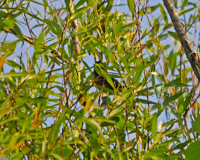 Eastern Towhee