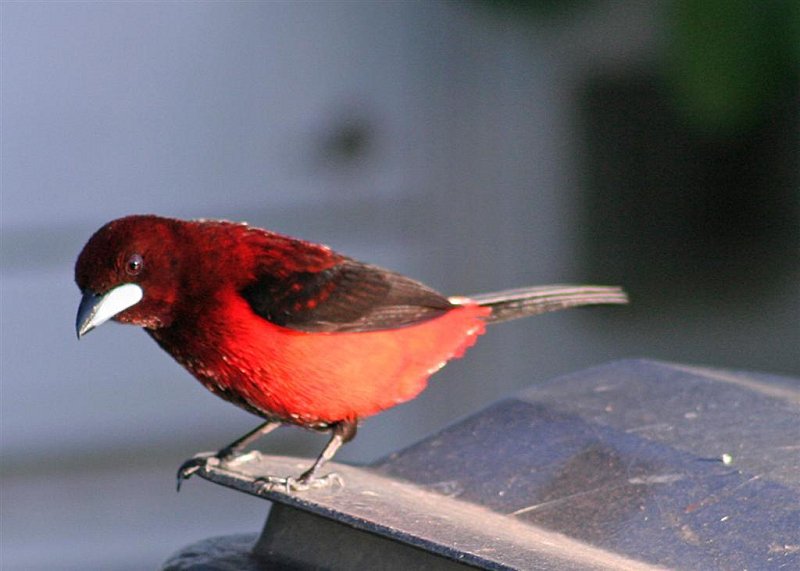 stendhal le rouge et le noir la rencontre
