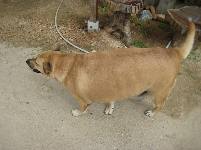 The fattest dog in all of Thailand