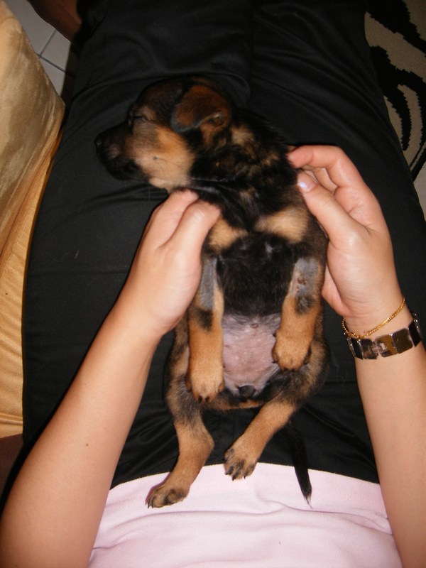 [mini-Ebony+sleeping+on+Adele's+lap..JPG]