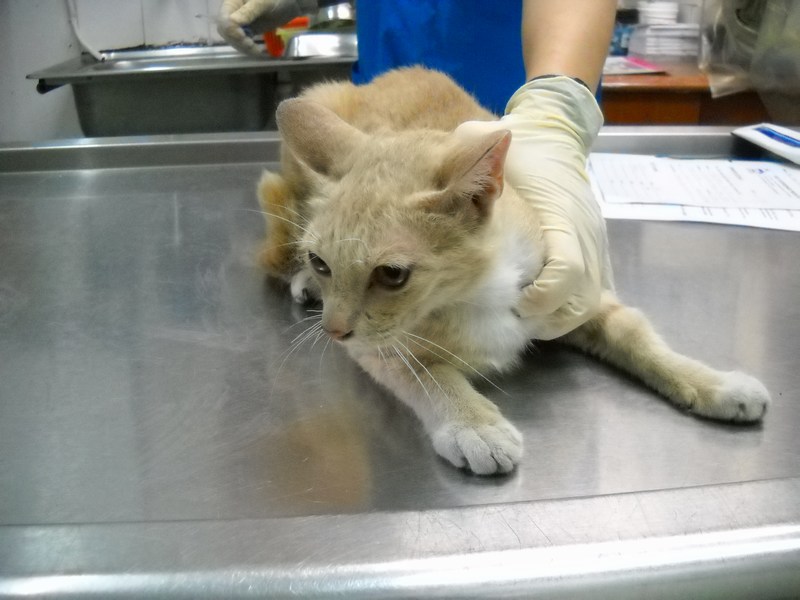 Two male cats neutered « AnimalCare