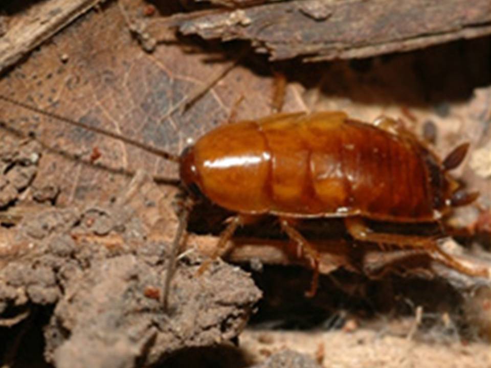 [cockroach.jpg]