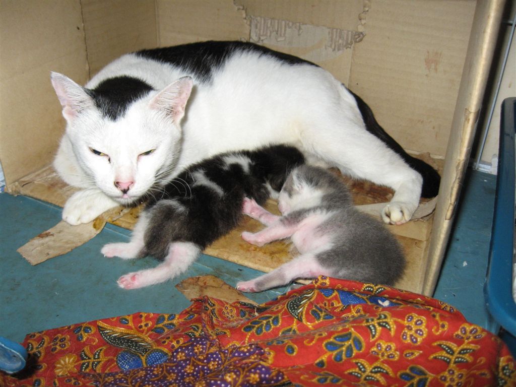 Mothercat spayed AnimalCare