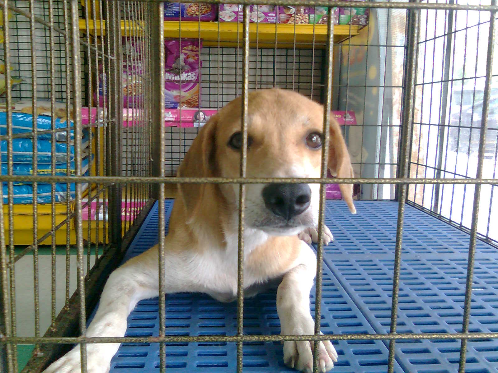 A female dog spayed « AnimalCare