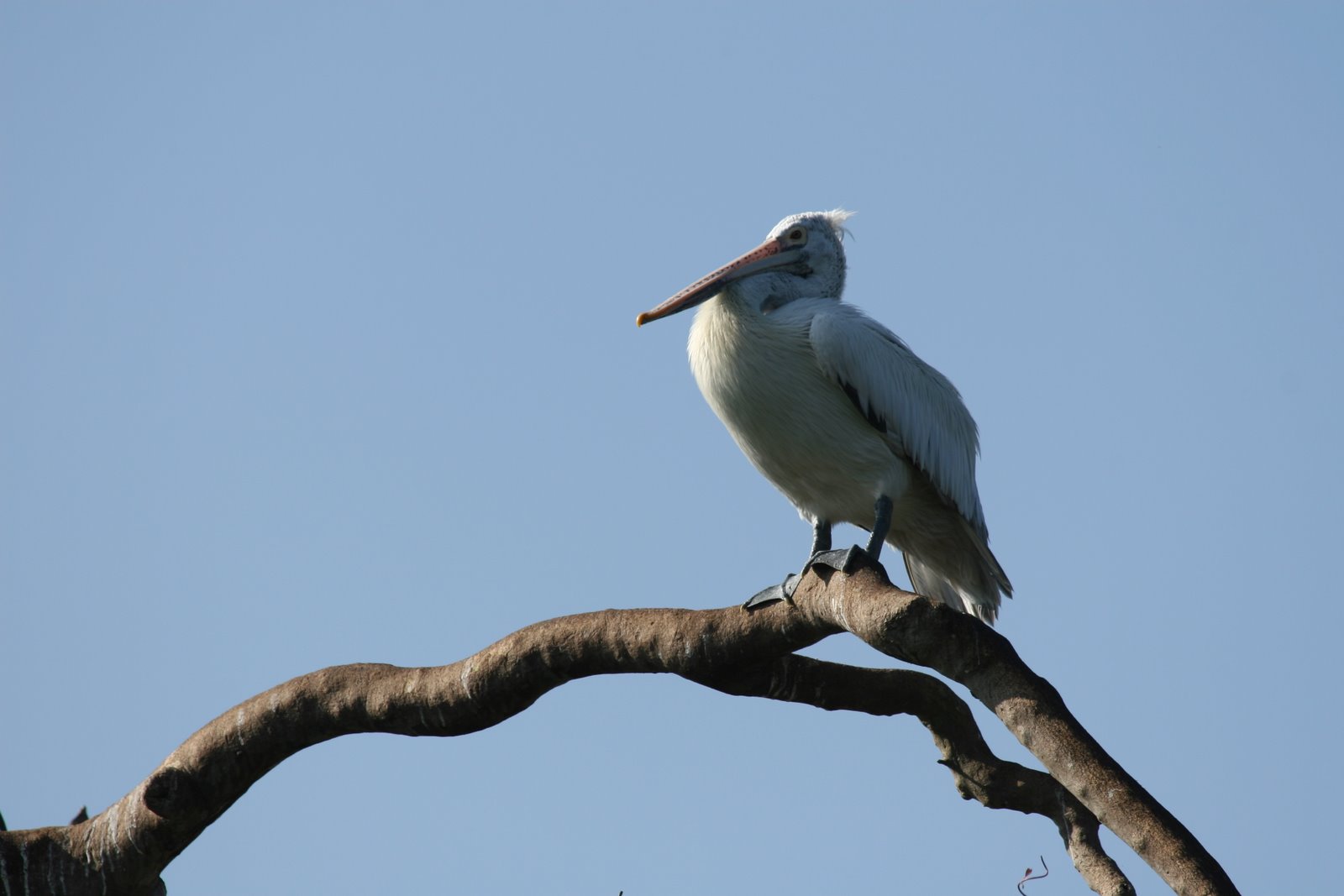 [spot-billed-pelican]