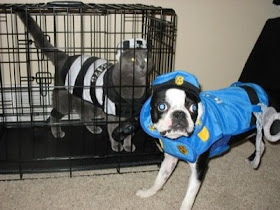 Funny And Crazy Animal Photos Funny Dogs Cats Cop Prisoner