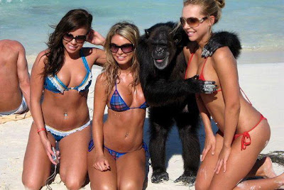 funny-chimp-on-beach.jpg