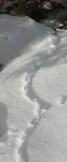 Penelopedia: Nature and Garden in Southern Minnesota: Animal Tracks in Snow