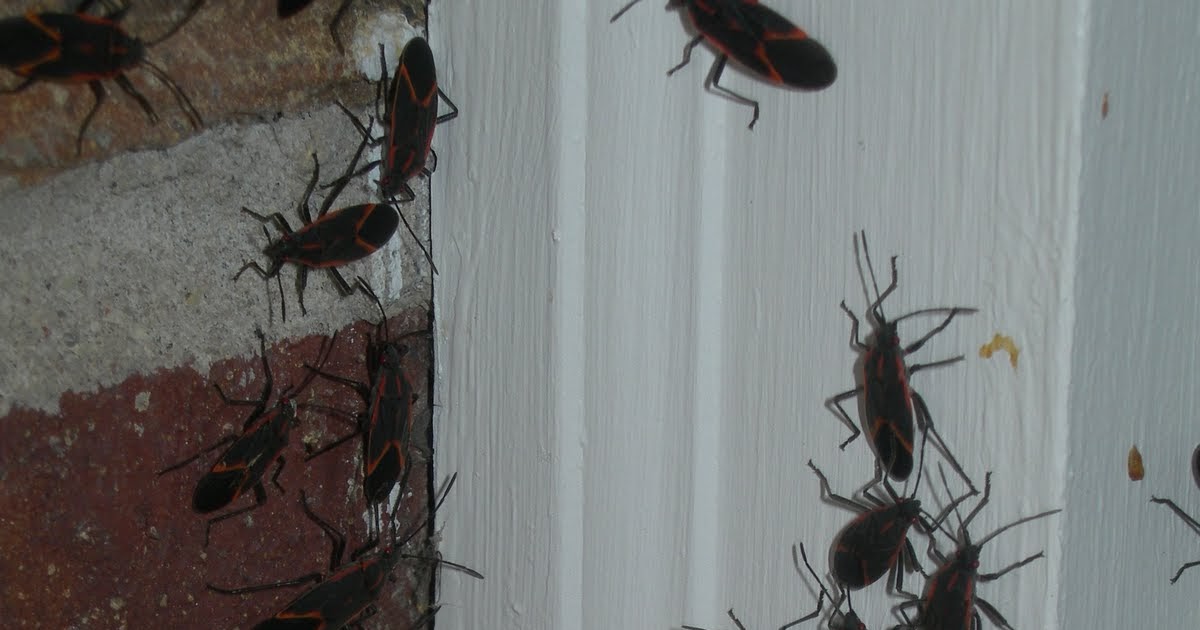 Penelopedia Nature and Garden in Southern Minnesota Swarms of Box