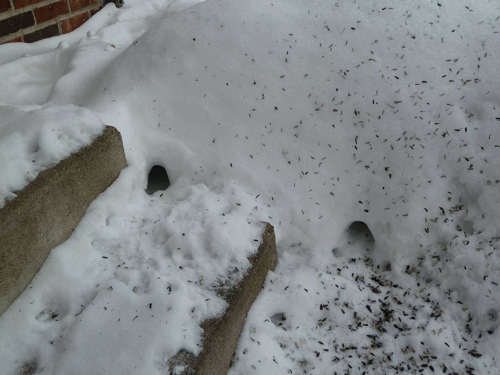 Penelopedia Nature and Garden in Southern Minnesota Tunnels in Snow
