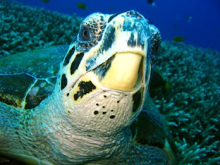 Turtle at the Similans Turtle at the Similans