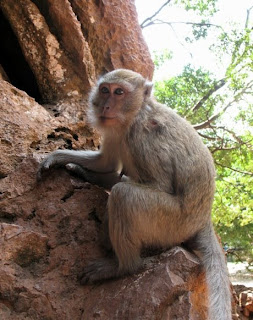 Monkey at Wat Suwan Kuha