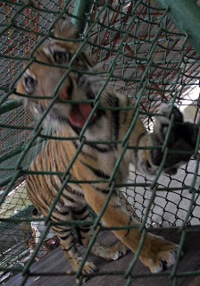 Young tiger in playful mood