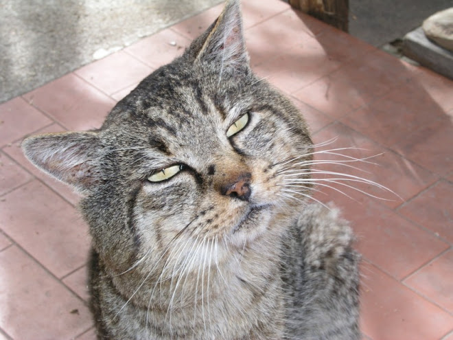 A Romeo