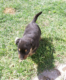 adoptada