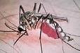 Nursing Diagnosis for Malaria