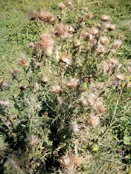 Fields of Thistle