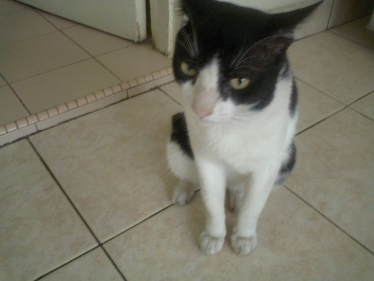 tom and jerry complete collection torrent