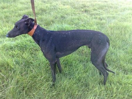 Roeview Rocky