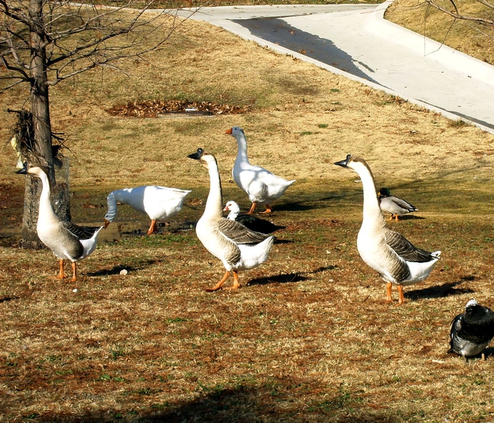 List 96+ Pictures What Is A Gaggle Of Ducks Updated