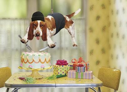 [dog+birthday.jpg]