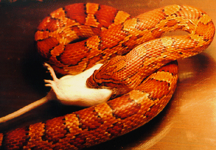 Corn Snakes Cages