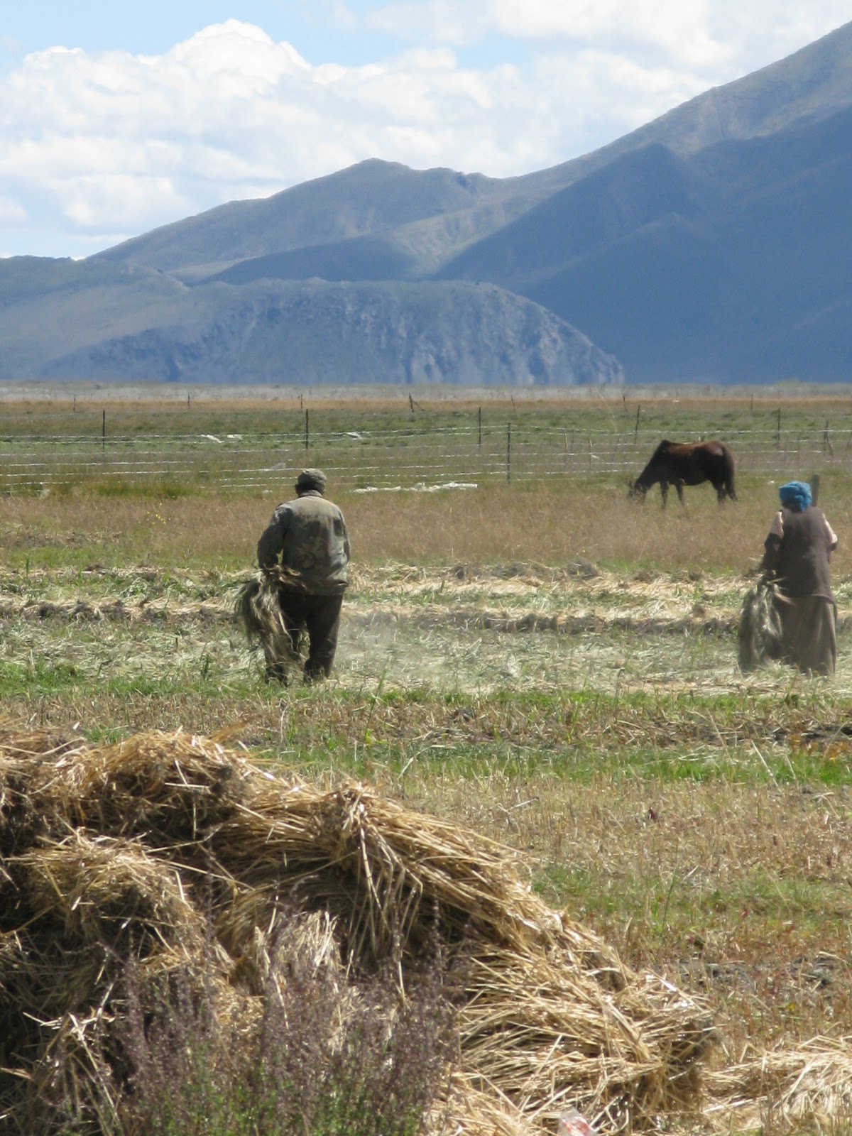 Barley Farming