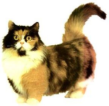Siamese Munchkin Cat