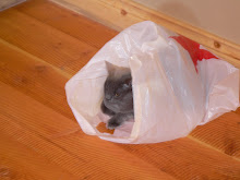 Cat in a Bag