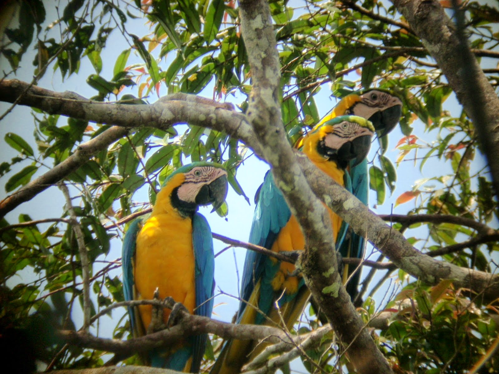 amazonia ecuatoriana