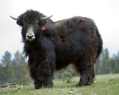 clip art yak. but yaks turned out to be