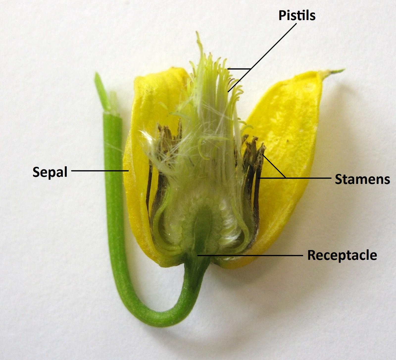 Labeled Flower Parts